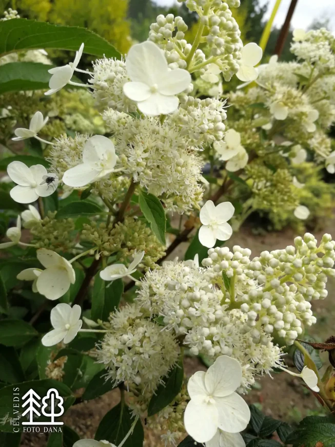 Hydrangea paniculata   'Magical Himalaya' = 'Kolmahima'